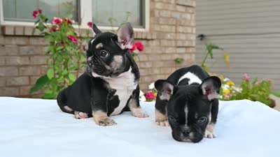 Kay Kay , a female French Bulldog for sale in Decatur, GA – 5 of 6