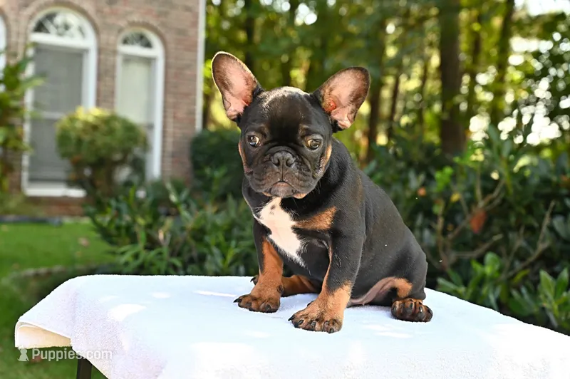 Isaiah – French Bulldog puppy for sale in Decatur, GA