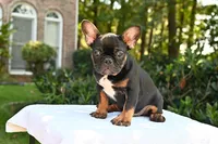 Winston, a male French Bulldog for sale in Decatur, GA – 3 of 7