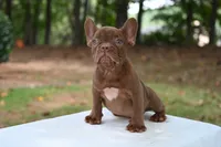 Golden, a male French Bulldog for sale in Decatur, GA – 1 of 3