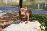 Golden, a male French Bulldog for sale in Decatur, GA – 7 of 10