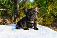 Lilly, a female French Bulldog for sale in Decatur, GA – 3 of 6
