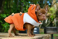 Golden, a male French Bulldog for sale in Decatur, GA – 3 of 10