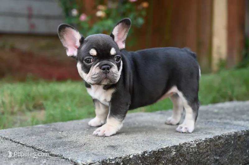 Honey  – French Bulldog puppy for sale in Decatur, GA
