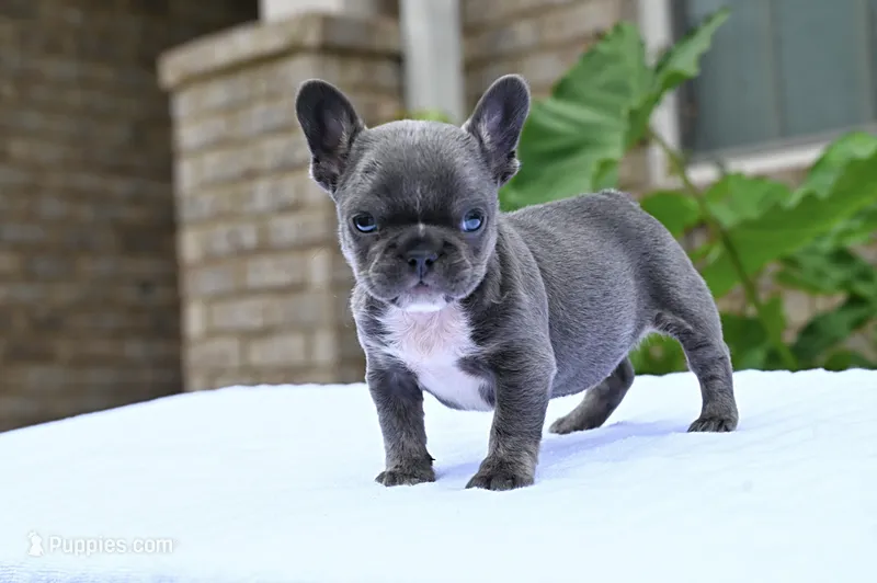 Peaches  – French Bulldog puppy for sale in Decatur, GA