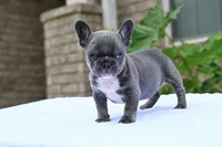 Peaches , a female French Bulldog for sale in Decatur, GA – 1 of 4