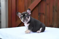 Honey , a female French Bulldog for sale in Decatur, GA – 3 of 6
