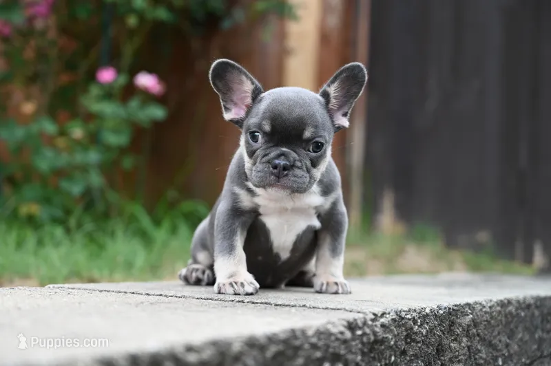 Smiley  – French Bulldog puppy for sale in Decatur, GA
