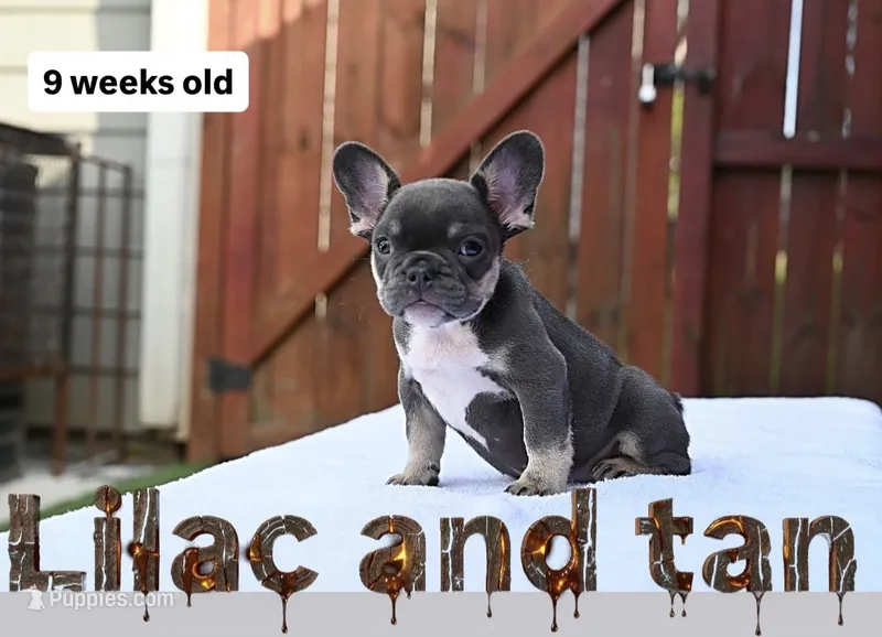 Smiley  – French Bulldog puppy for sale in Decatur, GA