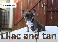 Smiley , a female French Bulldog for sale in Decatur, GA – 1 of 6