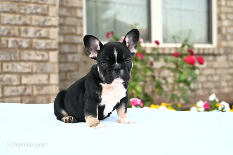 Poppy – French Bulldog puppy for sale in Decatur, GA
