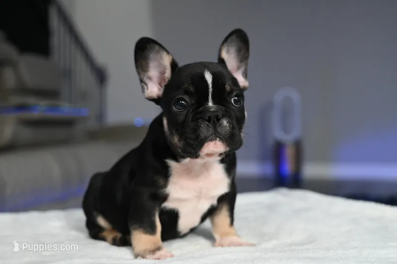 Poppy – French Bulldog puppy for sale in Decatur, GA