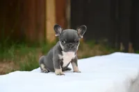 Pebbles, a female French Bulldog for sale in Decatur, GA – 4 of 4
