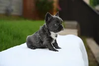Storm, a female French Bulldog for sale in Decatur, GA – 3 of 4