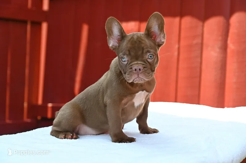 Golden – French Bulldog puppy for sale in Decatur, GA