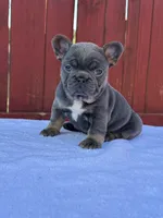 Missy, a female French Bulldog for sale in Decatur, GA – Photo 3 of 4