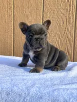 Missy, a female French Bulldog for sale in Decatur, GA – Photo 2 of 4