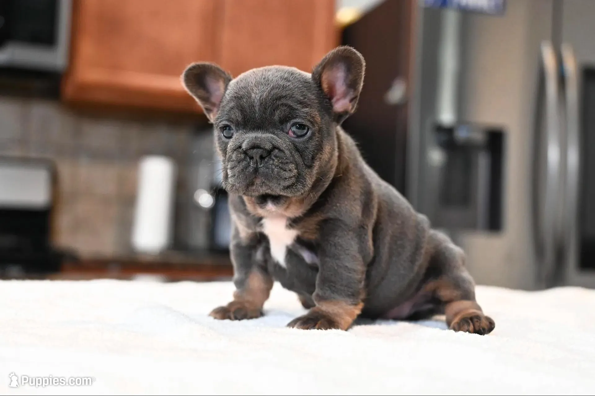 Missy, a female French Bulldog for sale in Decatur, GA – Photo 1 of 4