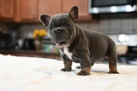 Missy, a female French Bulldog for sale in Decatur, GA – Photo 4 of 4