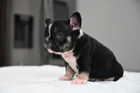 Poppy, a male French Bulldog for sale in Decatur, GA – 4 of 5
