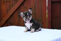 Honey , a female French Bulldog for sale in Decatur, GA – 6 of 6