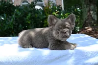 Lola, a female French Bulldog for sale in Decatur, GA – 4 of 4