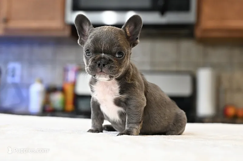 Sprinkles – French Bulldog puppy for sale in Decatur, GA