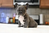 Sprinkles, a female French Bulldog for sale in Decatur, GA – 3 of 4