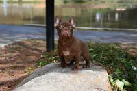 Golden, a male French Bulldog for sale in Decatur, GA – 8 of 10