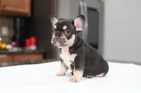 Honey , a female French Bulldog for sale in Decatur, GA – 5 of 6
