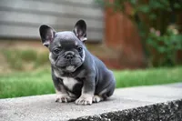 Bison, a male French Bulldog for sale in Decatur, GA – 4 of 5