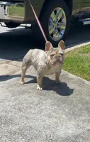 Shaggy, a male French Bulldog for sale in Decatur, GA – Photo 2 of 4