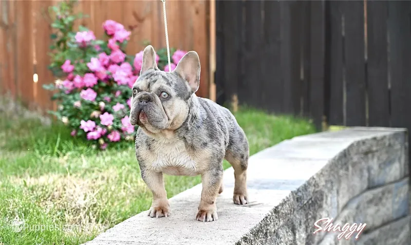 Shaggy – French Bulldog puppy for sale in Decatur, GA