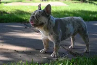 Shaggy, a male French Bulldog for sale in Decatur, GA – Photo 3 of 4