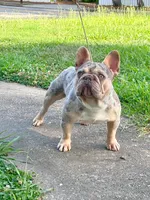 Shaggy, a male French Bulldog for sale in Decatur, GA – Photo 4 of 4