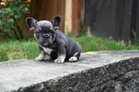 Bison, a male French Bulldog for sale in Decatur, GA – 5 of 5