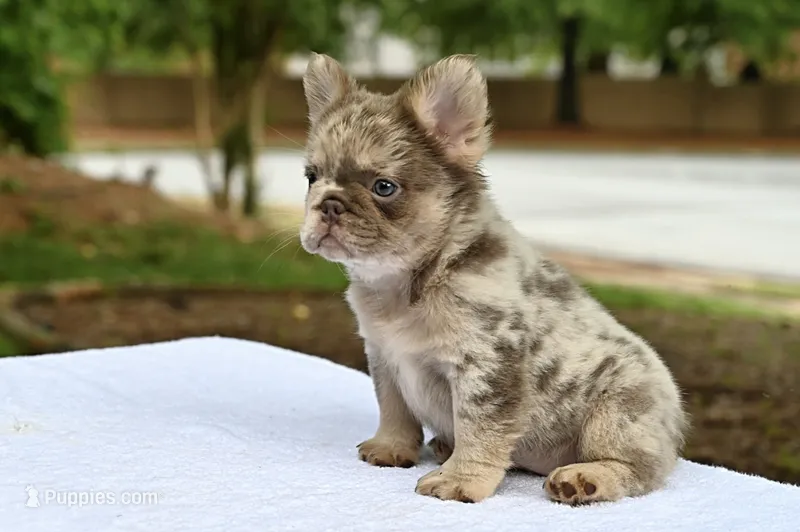 Different  – French Bulldog puppy for sale in Decatur, GA