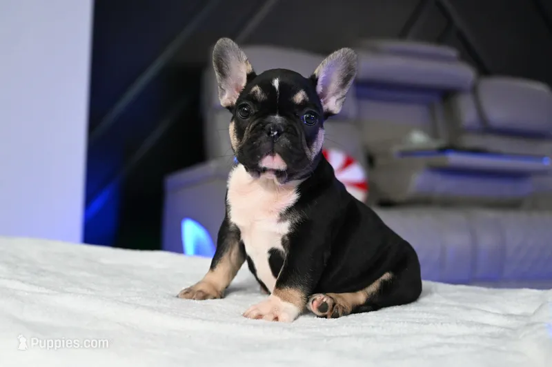 Kay Kay  – French Bulldog puppy for sale in Decatur, GA