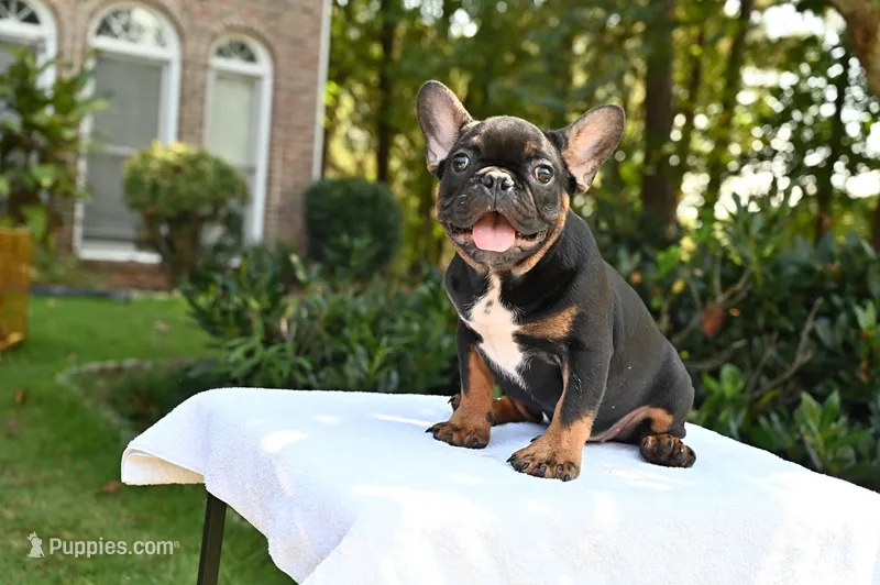 Isaiah – French Bulldog puppy for sale in Decatur, GA
