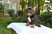 Winston, a male French Bulldog for sale in Decatur, GA – 2 of 7