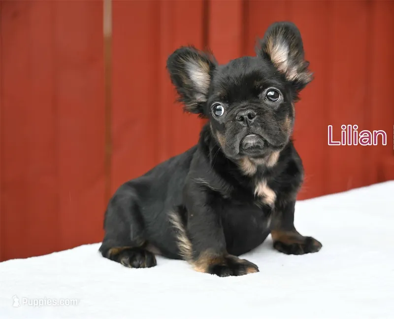 Lillian  – French Bulldog puppy for sale in Decatur, GA