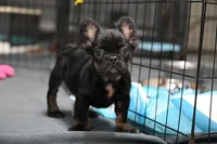 Lilly, a female French Bulldog for sale in Decatur, GA – 5 of 6