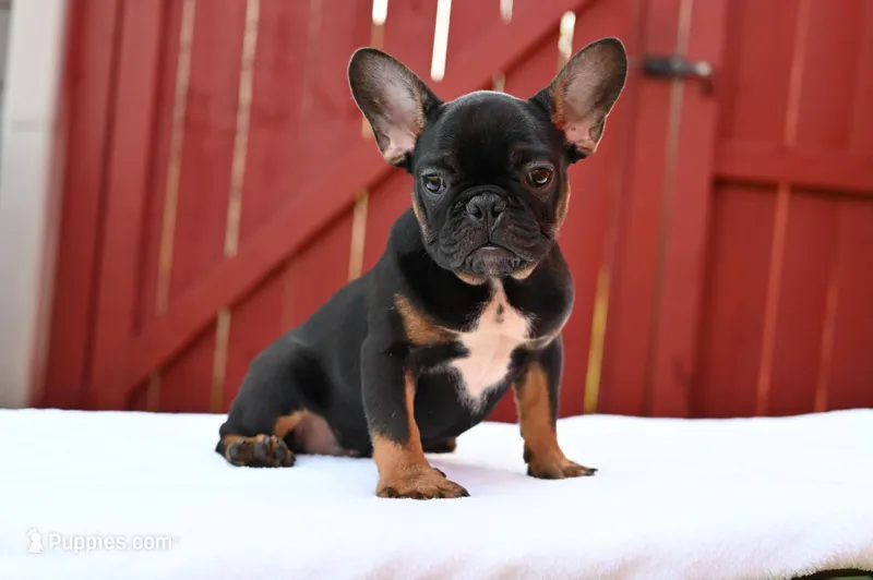 Hugo – French Bulldog puppy for sale in Decatur, GA