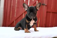 Hugo, a male French Bulldog for sale in Decatur, GA – 4 of 7