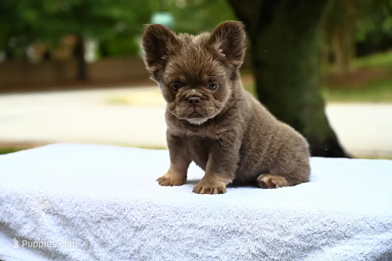 Lola – French Bulldog puppy for sale in Decatur, GA