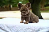 Lola, a female French Bulldog for sale in Decatur, GA – 1 of 4