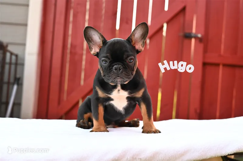 Hugo – French Bulldog puppy for sale in Decatur, GA