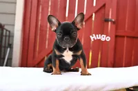 Hugo, a male French Bulldog for sale in Decatur, GA – 1 of 7