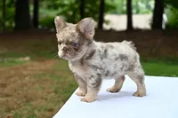 Different , a female French Bulldog for sale in Decatur, GA – 4 of 5
