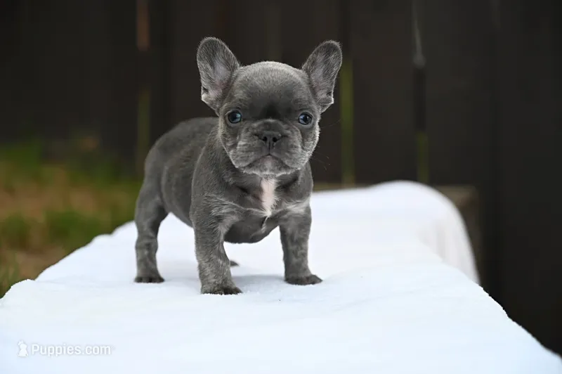 Bleu – French Bulldog puppy for sale in Decatur, GA